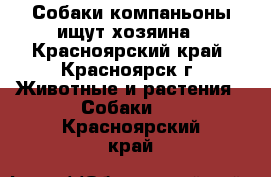 Собаки-компаньоны ищут хозяина - Красноярский край, Красноярск г. Животные и растения » Собаки   . Красноярский край